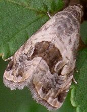 Tripudia quadrifera