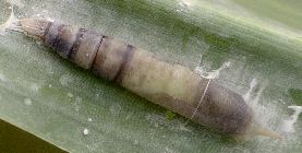 grass skipper pupa