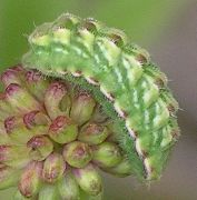 unidentified blue larva