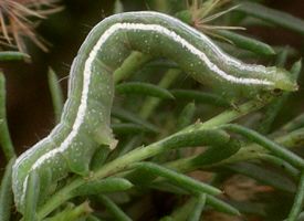 Unknown noctuid larva