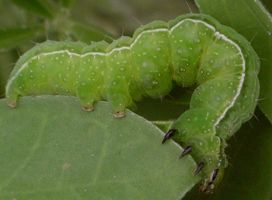 Unknown noctuid larva