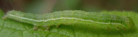 Unknown noctuid larva