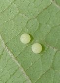 Urbanus proteus eggs