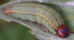 Urbanus proteus larva