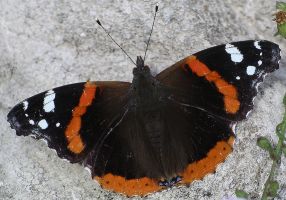 Vanessa atalanta