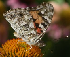 Vanessa cardui