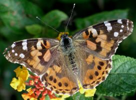 Vanessa cardui