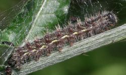 Vanessa cardui larva