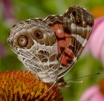 Vanessa virginiensis