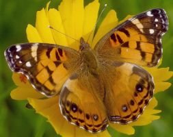 Vanessa virginiensis