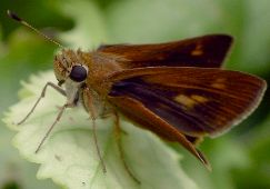 Wallengrenia otho female