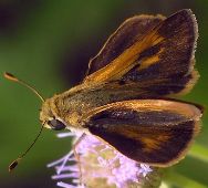 Wallengrenia otho male