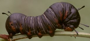 Xerociris wilsonii larva