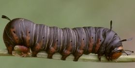 Xerociris wilsonii larva
