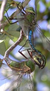 Anax junius mating