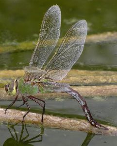 Anax junius female ovipositing