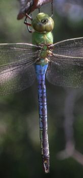 Anax junius male