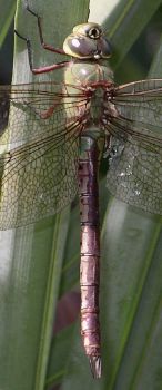 Anax junius female