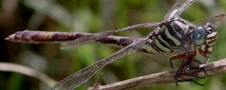 Aphylla angustifolia female