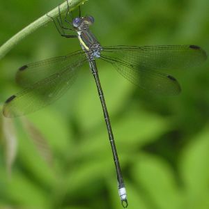 Archilestes grandis male