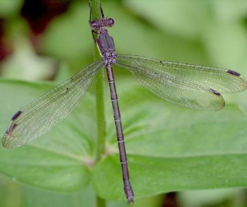 Archilestes grandis female