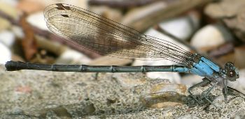 Argia apicalis female