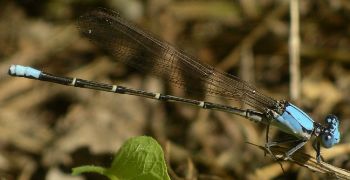Argia apicalis male