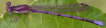 Argia fumipennis male