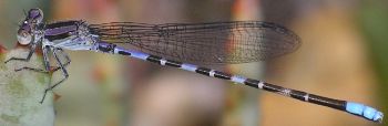 Argia immunda male