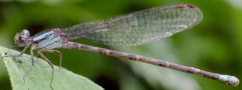 Argia immunda female