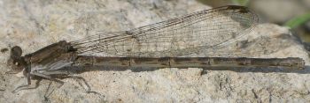 Argia immunda female