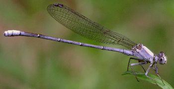 Argia moesta male