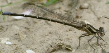 Argia moesta immature male