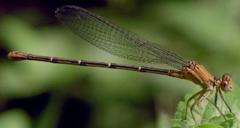 Argia moesta female