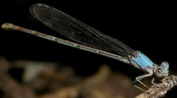 Argia moesta female