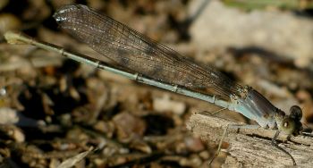 Argia moesta female