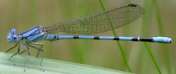 Argia nahuana male
