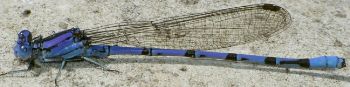 Argia plana male