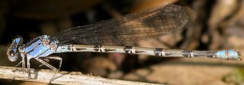 Argia plana female
