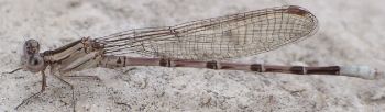 Argia plana immature male
