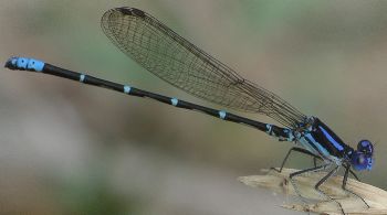 Argia sedula male