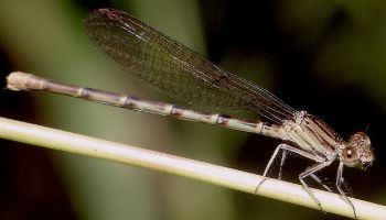 Argia sedula female