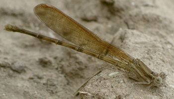 Argia sedula female