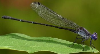 Argia translata male