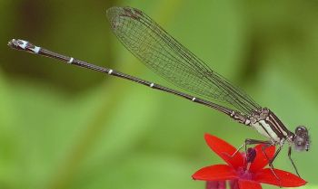 Argia translata male
