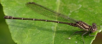 Argia translata male