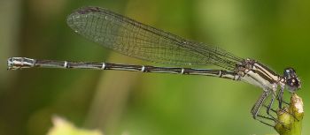 Argia translata female