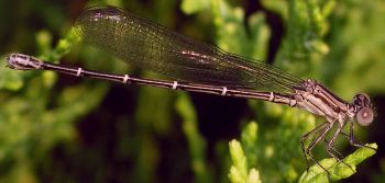 Argia translata female