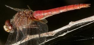 Brachymesia furcata female