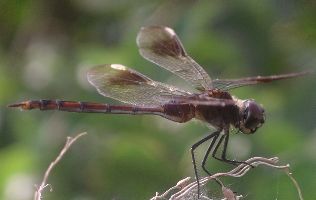 Brachymesia gravida female